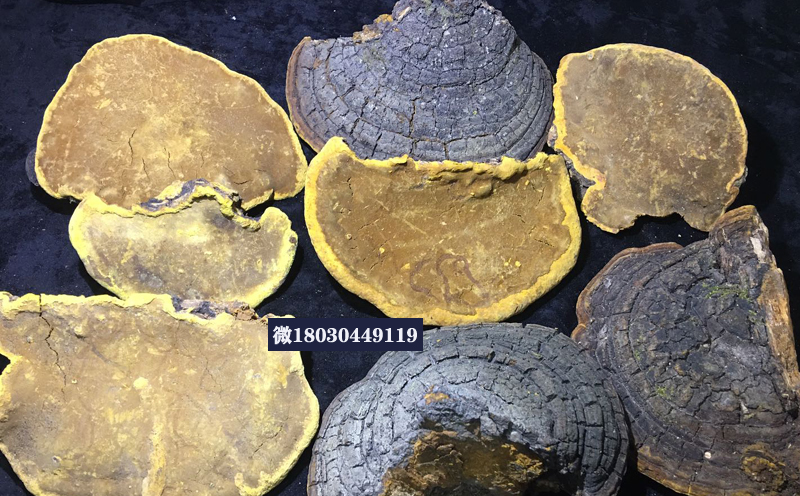 野生桑黃圖片 野生桑黃圖片