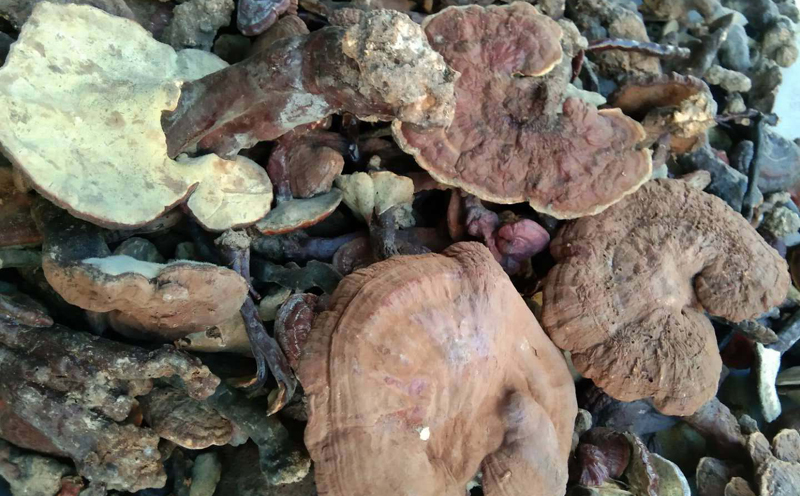 野生靈芝圖片 野生靈芝圖片