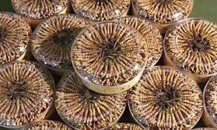 冬蟲夏草月餅圖片