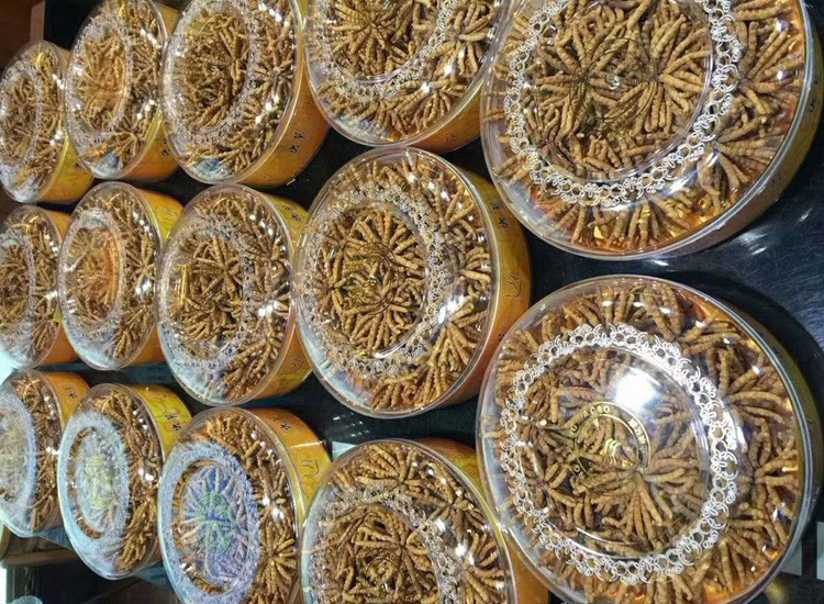 冬蟲夏草月餅圖片素材