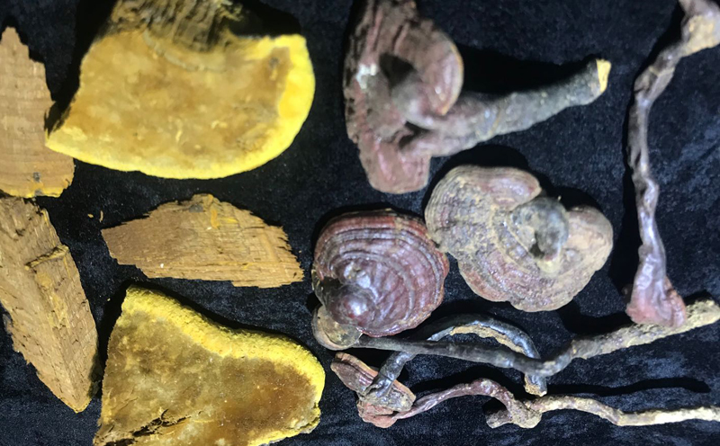 野生桑黃配伍靈芝王