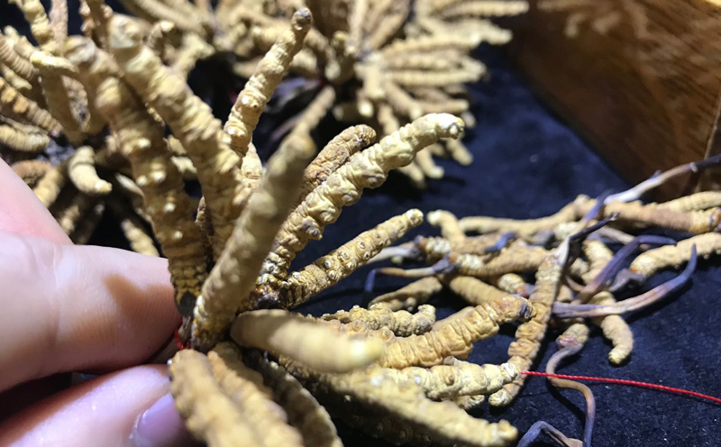 那曲冬蟲夏草圖片