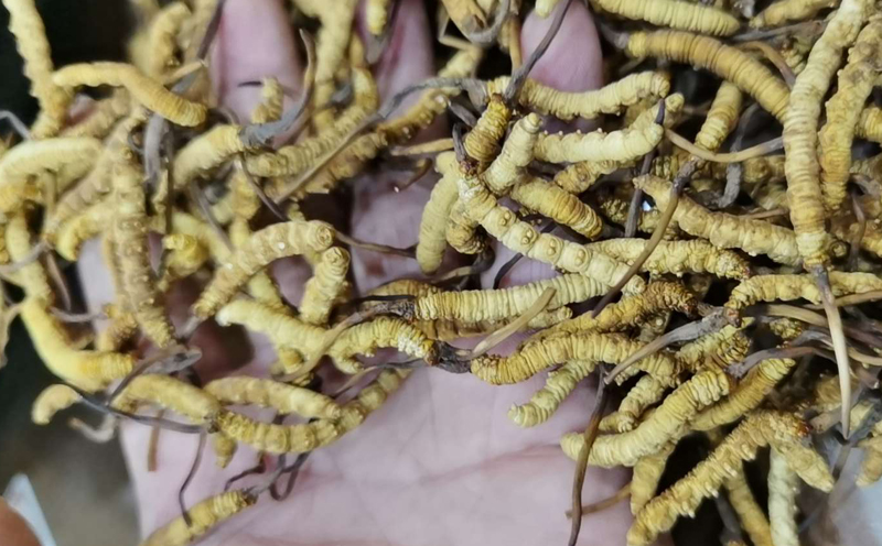 人工培育凍干蟲草圖片