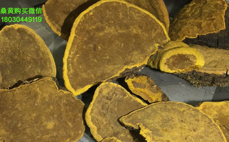 正宗桑樹桑黃圖片