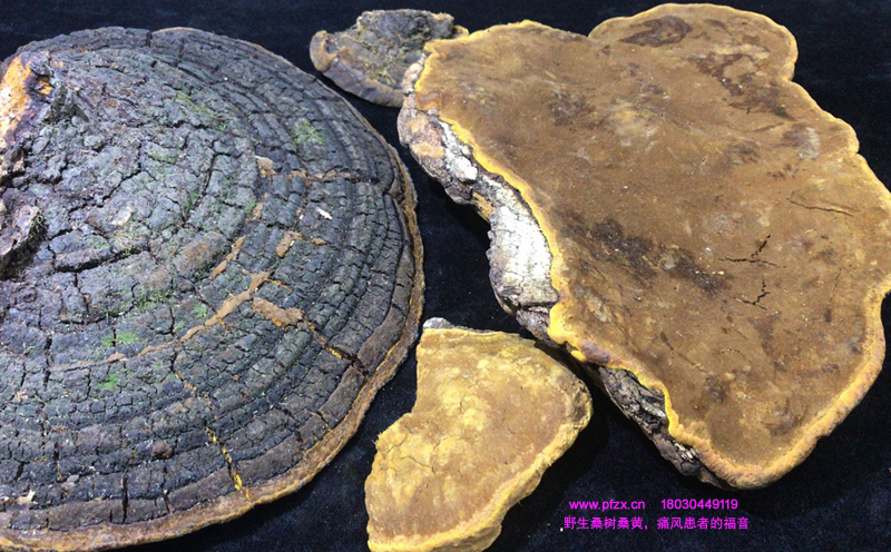 桑樹桑黃圖片 桑樹桑黃圖片