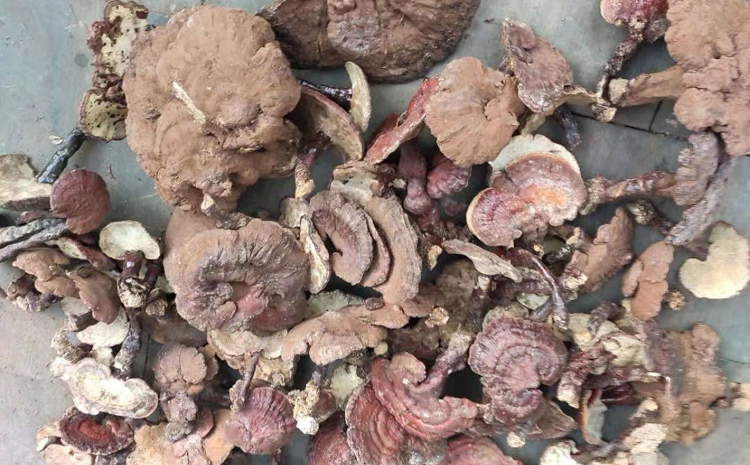 秦嶺野生靈芝圖片