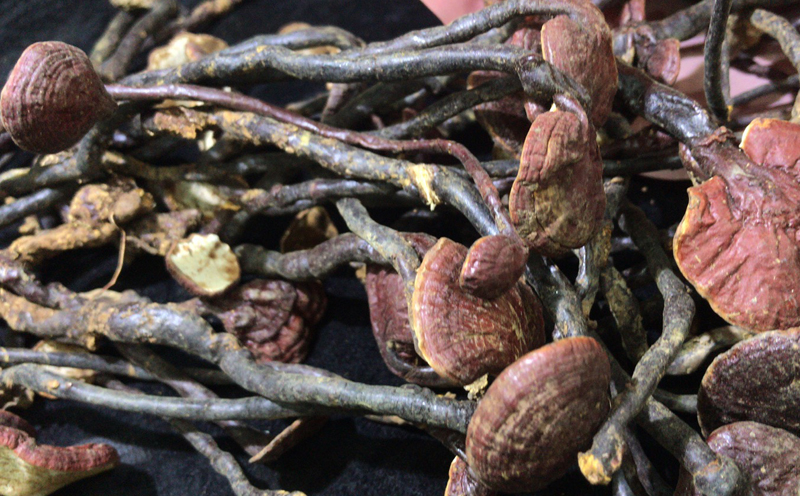 野生靈芝王圖片