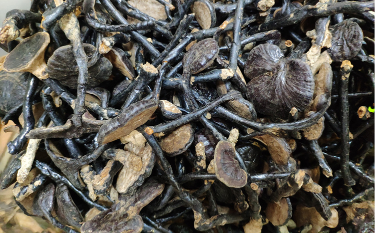 野生竹靈芝圖片