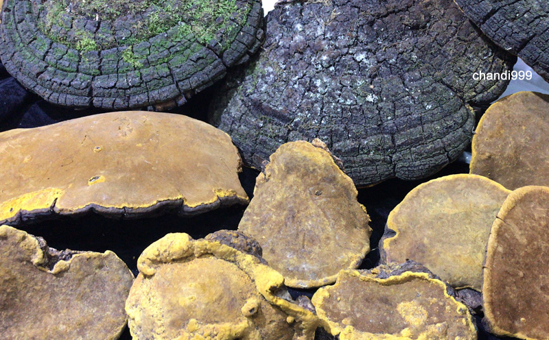 野生桑樹桑黃圖片