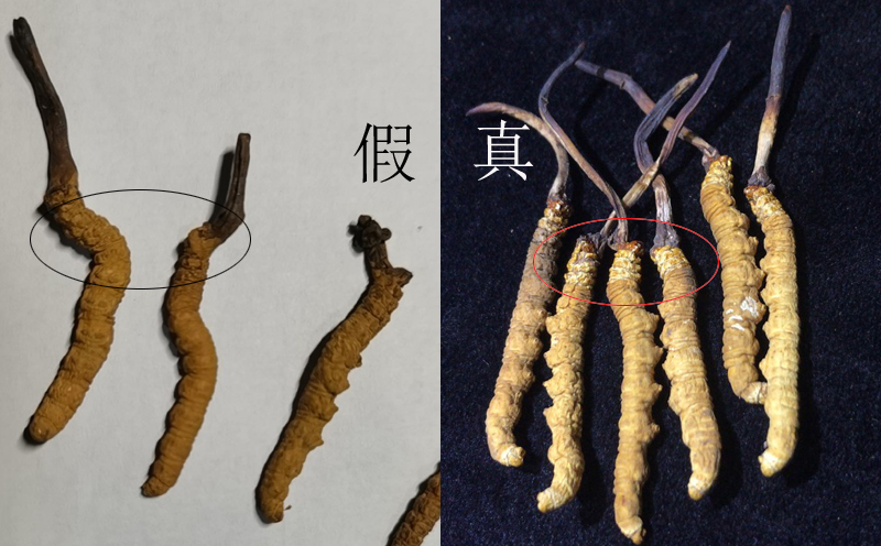 真假冬蟲夏草對比圖片 真假冬蟲夏草對比圖片
