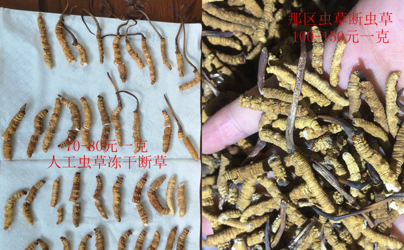 人工蟲草和野生蟲草對比圖片 人工蟲草和野生蟲草對比圖片