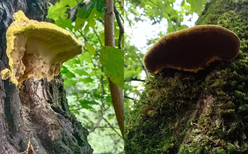 長在桑樹上的桑黃圖片