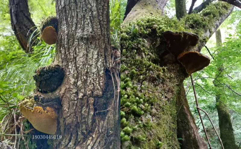 桑黃長在樹上的圖片