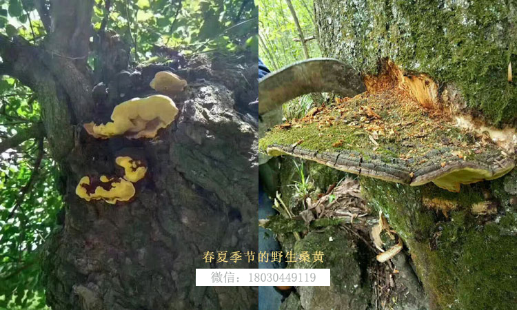 春夏季節桑樹上的野生桑黃圖片