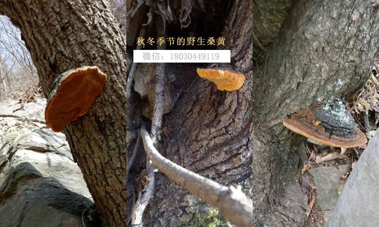 秋冬季節桑樹上的野生桑黃圖片