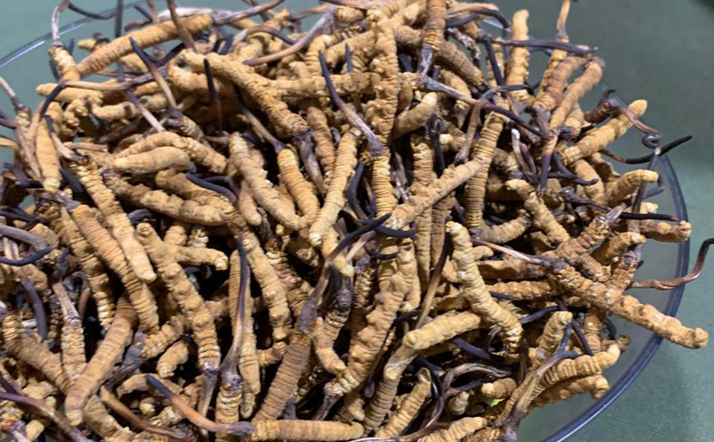 那曲冬蟲(chóng)夏草圖片1