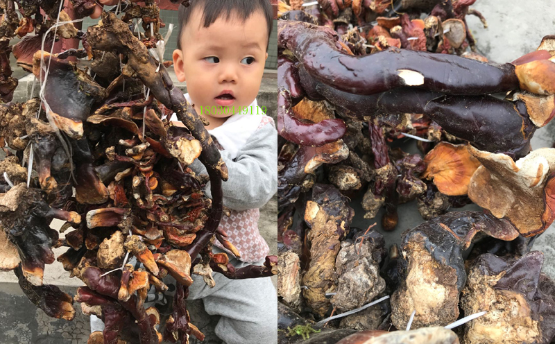 西藏白肉靈芝圖片2