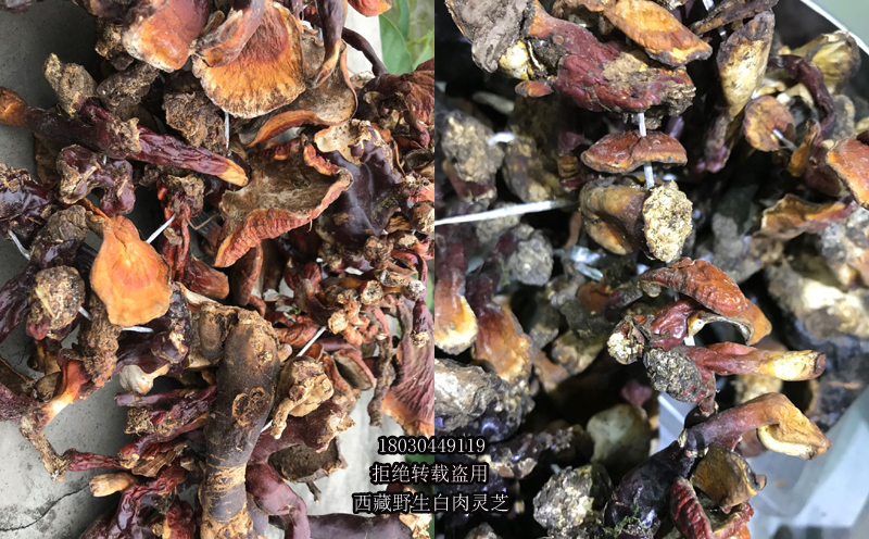 靈芝圖片 靈芝圖片