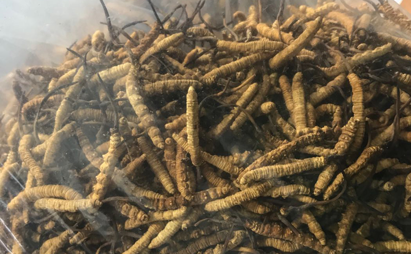 凍干冬蟲夏草實物圖片