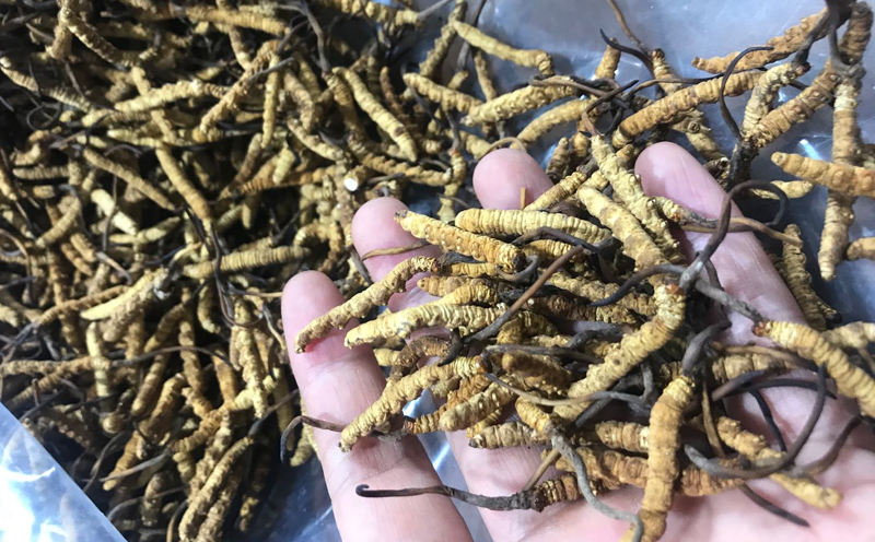 凍干蟲草圖片 凍干蟲草圖片