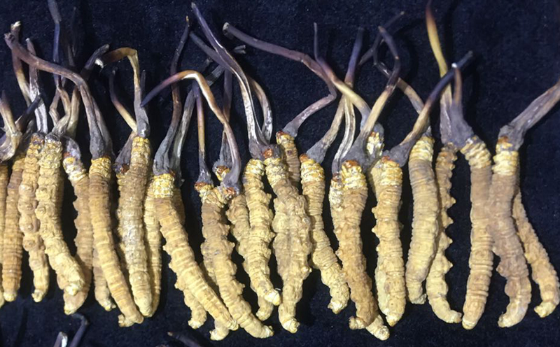 冬蟲夏草圖片 冬蟲夏草圖片