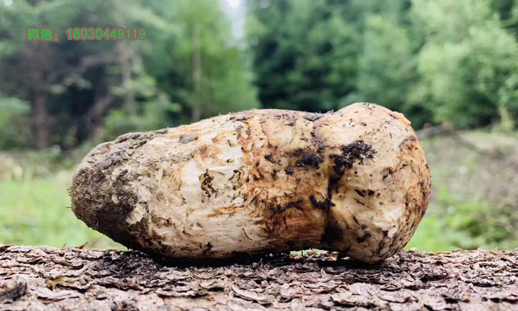 新鮮松茸圖片 新鮮松茸圖片