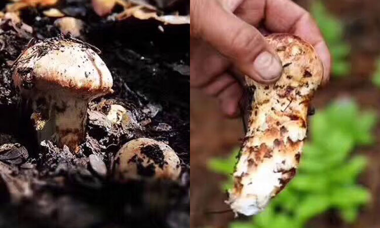 野生松茸圖片 野生松茸圖片