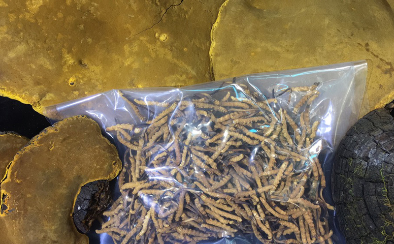 野生桑黃和蟲草圖片