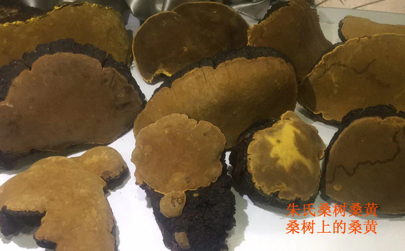 野生桑樹(shù)桑黃圖片 野生桑樹(shù)桑黃圖片