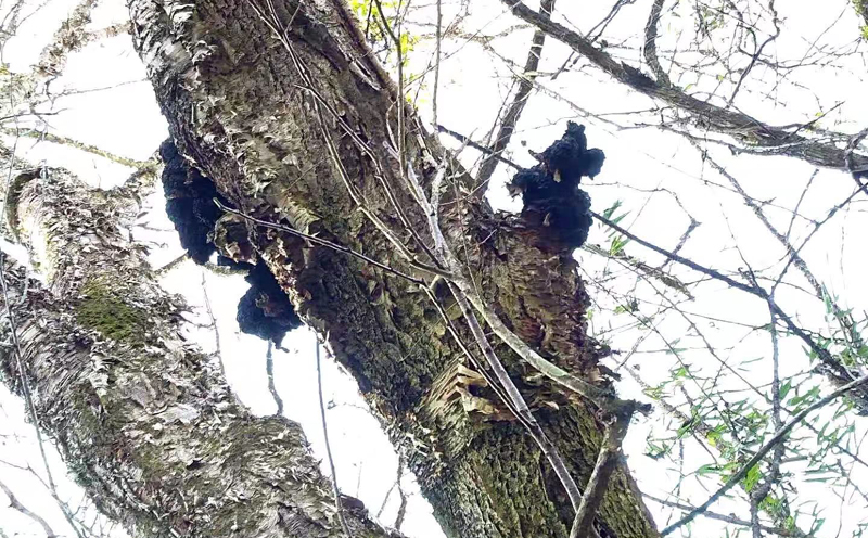 野生樺樹茸圖片 野生樺樹茸圖片