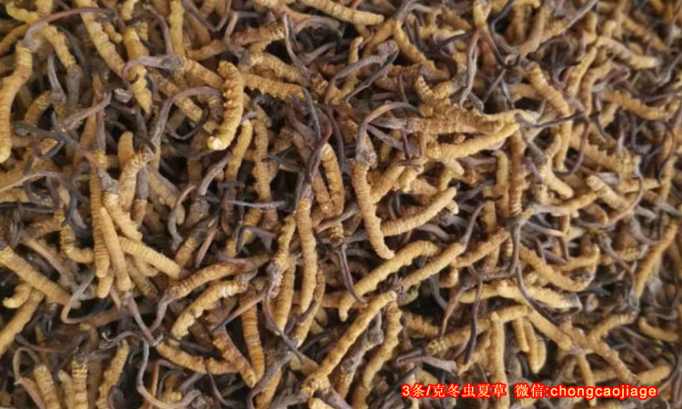 3條1克青海玉樹治多縣冬蟲夏草圖片