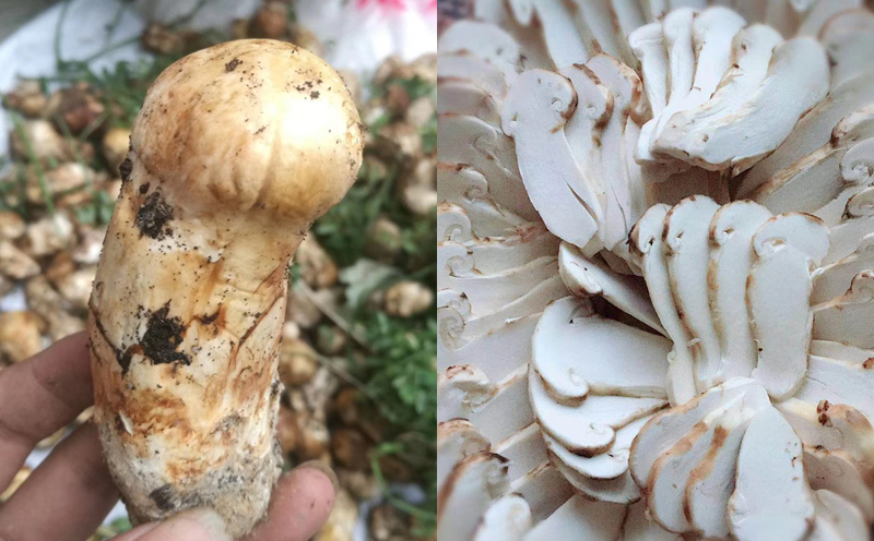 小金松茸細(xì)節(jié)圖片