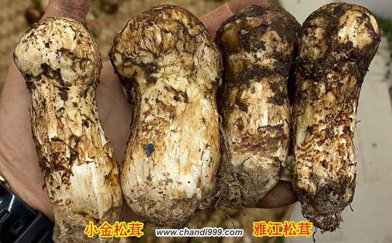 小金松茸和雅江松茸區別