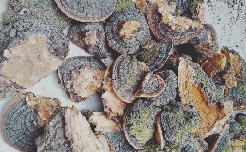 野生桑樹桑黃圖片