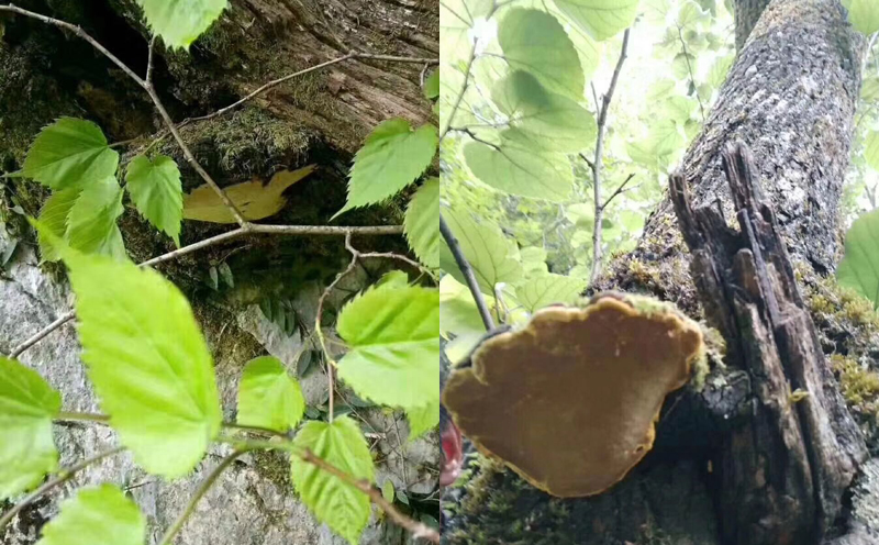 桑樹上的桑黃圖片