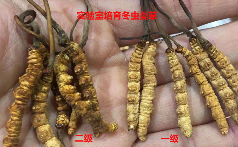 凍干冬蟲夏草等級對比 凍干冬蟲夏草等級對比
