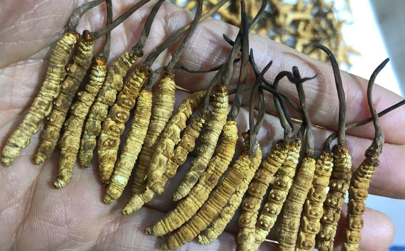 凍干冬蟲夏草圖片