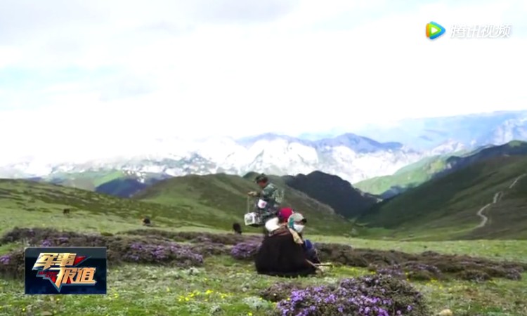 云南東旺鄉冬蟲夏草采挖圖片 云南東旺鄉冬蟲夏草采挖圖片