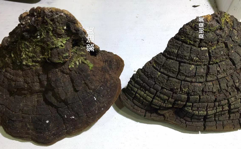 桑樹桑黃和紫油桑黃表皮對比