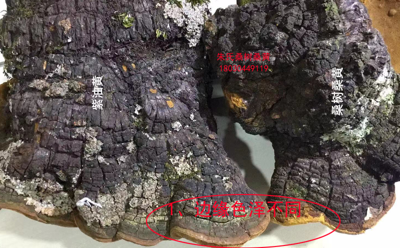 桑樹桑黃和紫油桑黃邊緣色澤不同