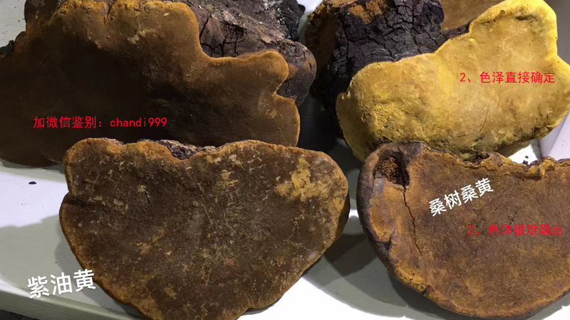 桑樹桑黃和紫油桑黃真假對比