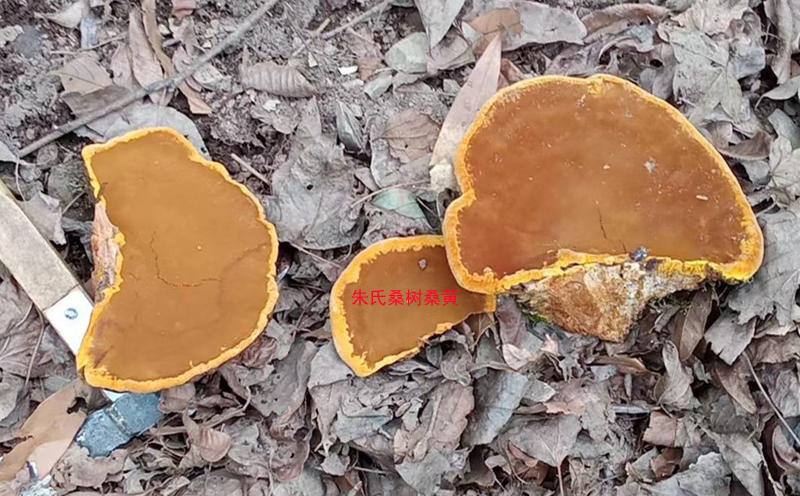 野生桑樹(shù)桑黃圖片