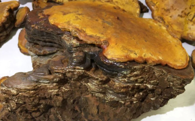 5斤重的紅豆杉靈芝圖片 5斤重的紅豆杉靈芝圖片