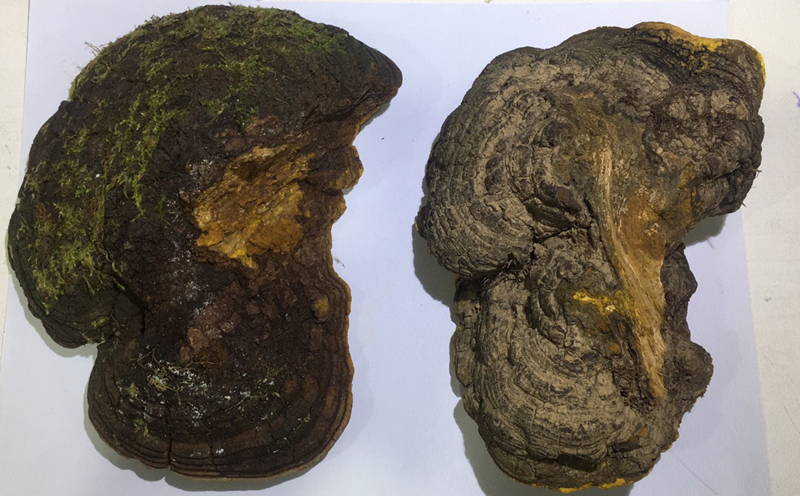 真假桑樹桑黃圖片 真假桑樹桑黃圖片