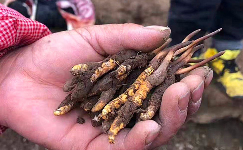 新鮮采挖的冬蟲夏草圖片