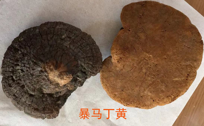 暴馬丁香桑黃圖片 暴馬丁香桑黃圖片