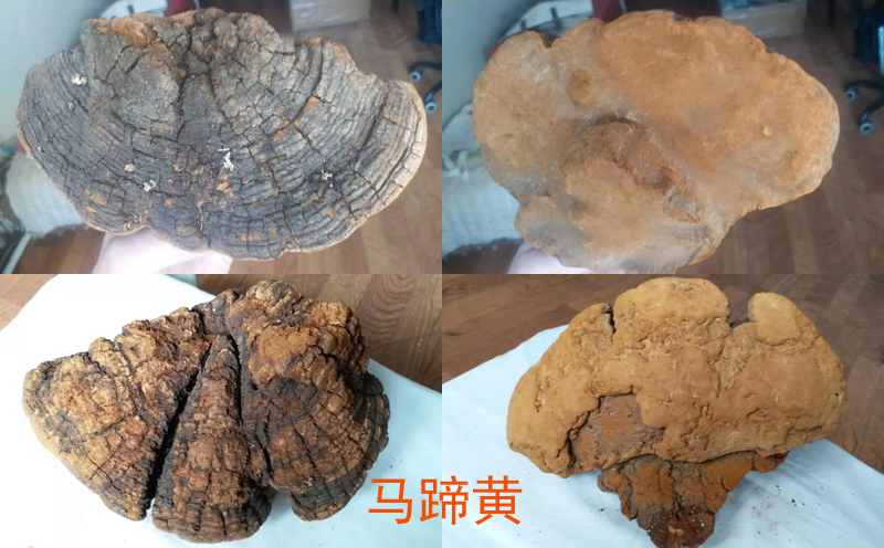 馬蹄黃圖片 馬蹄黃圖片