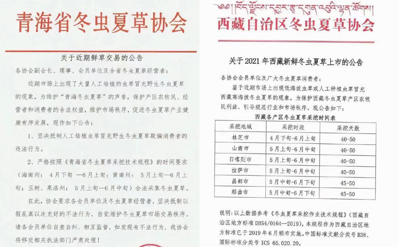 新鮮蟲草上市時間表 新鮮蟲草上市時間表