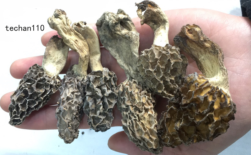 野生羊肚菌圖片