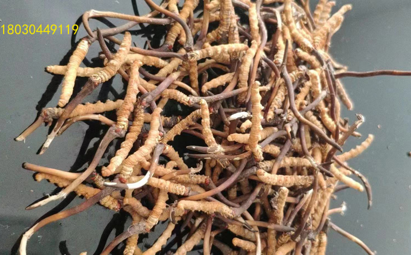 祁連山新鮮蟲草圖片